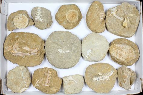 Flat: Cretaceous Marine Vertebrate Fossils - 14 Pieces (#96114) For Sale - FossilEra.com