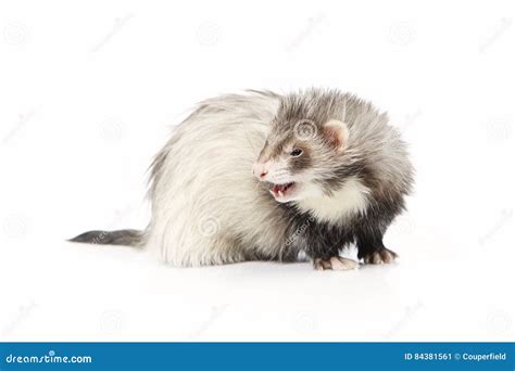 Pretty Silver Angora Ferret on White Background Posing for Portrait in ...