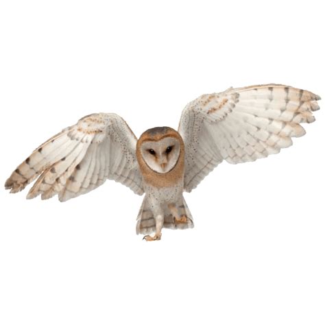 Barn Owl PNG Images (Transparent HD Photo Clipart) | Barn owl, Owl, Owl ...