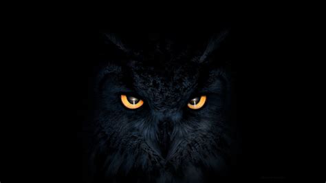 Owl Dark Glowing Eyes, HD Artist, 4k Wallpapers, Images, Backgrounds ...