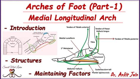 Arches of foot (Part-1)/Medial Longitudinal Arch/Anatomy -Structures & Maintenance Factors - YouTube