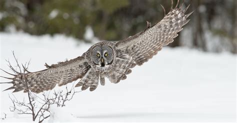 great gray owl flying | Great grey owl, Animals wild, Animals