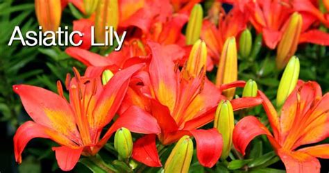 Asiatic Lily Care: How To Grow Asiatic Lilies [UPDATED]