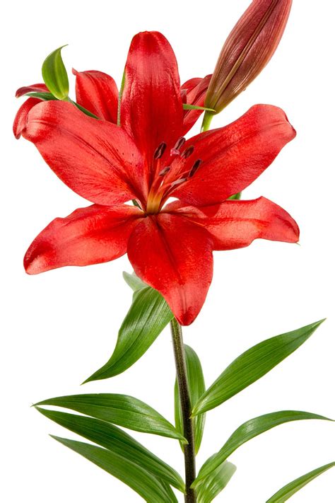 Asiatic Lily, Red - Jacksonville Flower Market