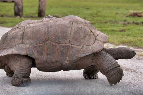 Aldabra Giant Tortoise - Free photo on Pixabay - Pixabay