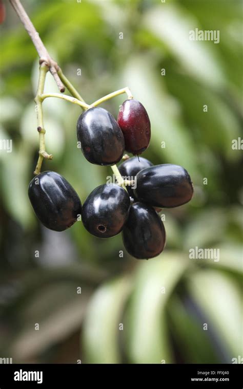 Fruit , Jambul Jamun or Jamblang Syzygium cumini on branch of tree Stock Photo - Alamy