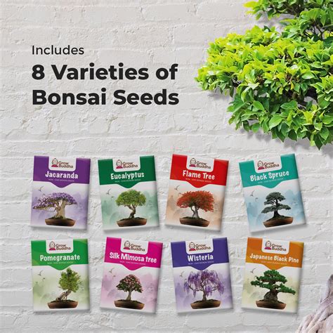 Grow 8 Bonsai Trees Seeds Set – Grow Buddha