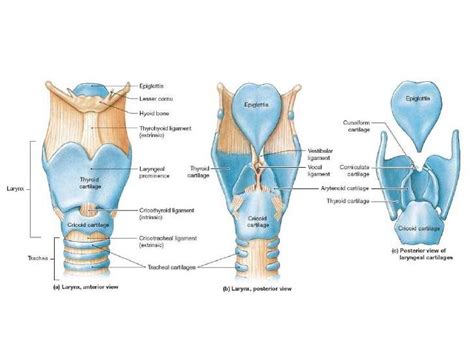 Diagram of larynx