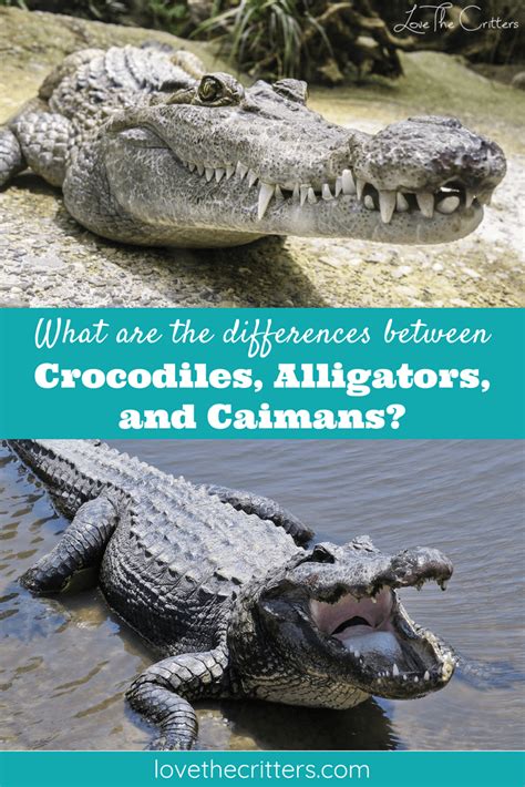 Caiman Alligator Crocodile Difference