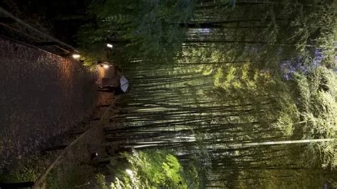 Glowing bamboo forest at night in Kyoto,... | Stock Video | Pond5