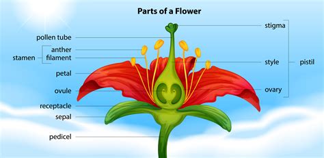 Parts of a flower 430769 Vector Art at Vecteezy