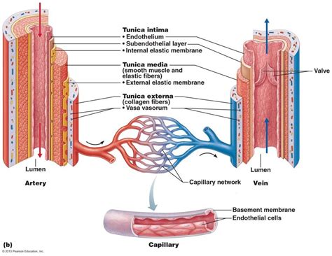 What Is Lumen Anatomy - Anatomical Charts & Posters