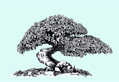 Bonsai Tree. Old Tree, Drawing Ink . Stock Illustration - Illustration of sketch, shape: 130269904