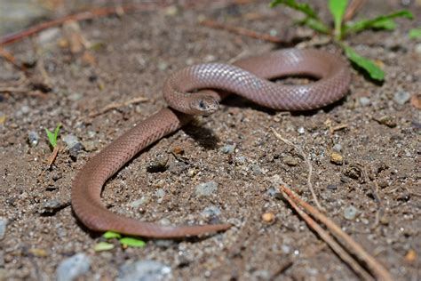 Smooth Earthsnake | South Carolina Partners in Amphibian and Reptile ...