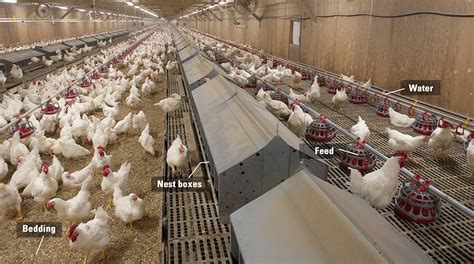 Broiler breeder farm | Let's Talk Chicken