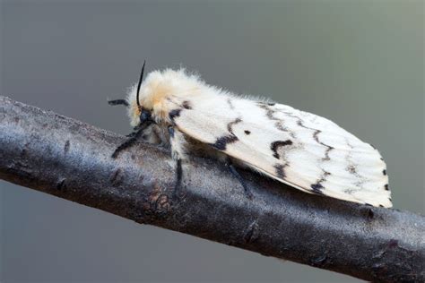 Top 9 Moth Types in Northeastern Pennsylvania - The Pest Rangers