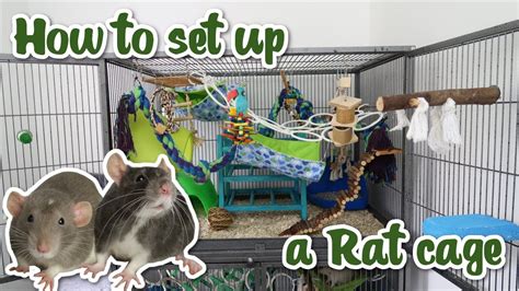 How to set up a Rat cage – Pet News Live