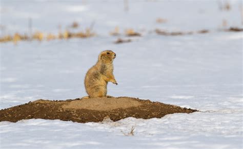 The Prairie Dogs of “Dog Town” | Nature Photography