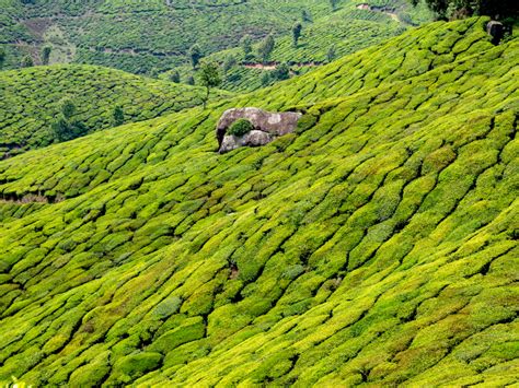 Munnar Tea Plantations of Kerala India 2019 - AmeliaAndJP.com