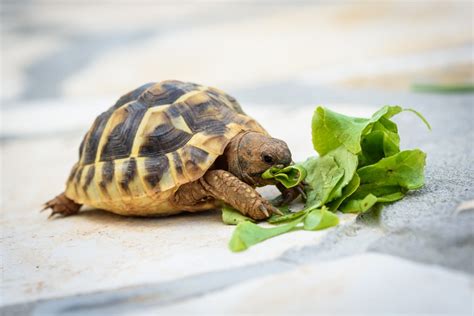 A Step-by-step Guide to Caring for Your Baby Turtle | PawTracks