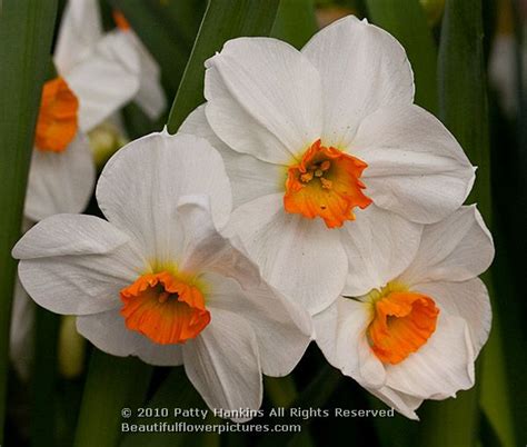 Tazetta Narcissus | Beautiful Flower Pictures Blog