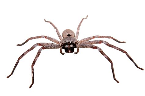 Huntsman spider - Simple English Wikipedia, the free encyclopedia