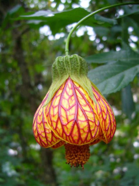 Abutilon pictum - Alchetron, The Free Social Encyclopedia