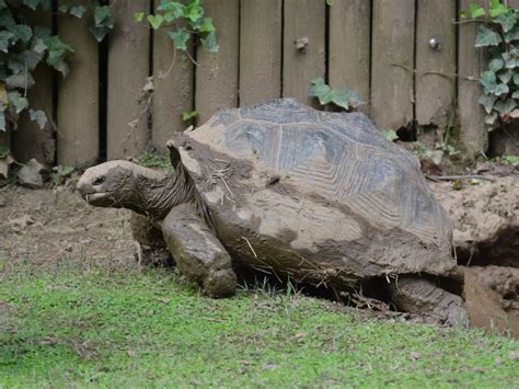 The Online Zoo - Aldabra Giant Tortoise