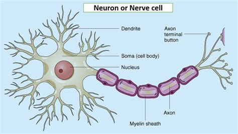 Human Brain Stats