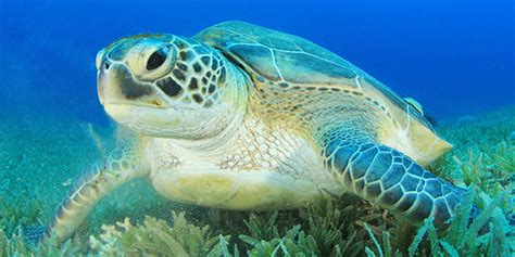 Green Sea Turtle | National Wildlife Federation