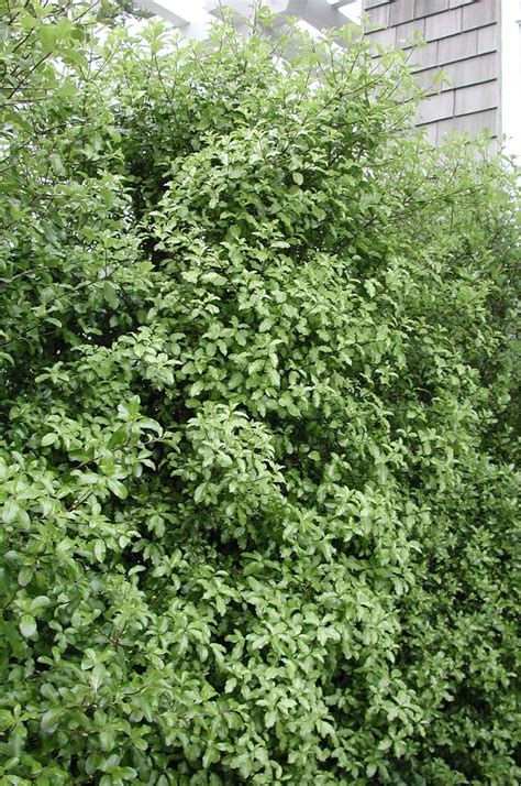 Pittosporum tenuifolium Hedge | Hedges, Plants, Herbs