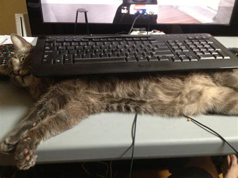 My solution to my cat laying on my keyboard when I play games. : pics