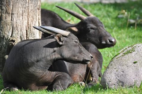 Lowland Anoa | Animals information, Endangered animals, Lowland