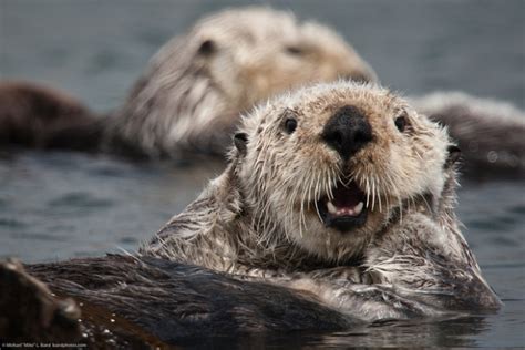 California Sea Otter Population Declining - The National Wildlife Federation Blog