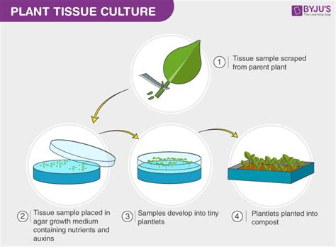 Plant Tissue Culture - Types, Techniques, Process and its Uses