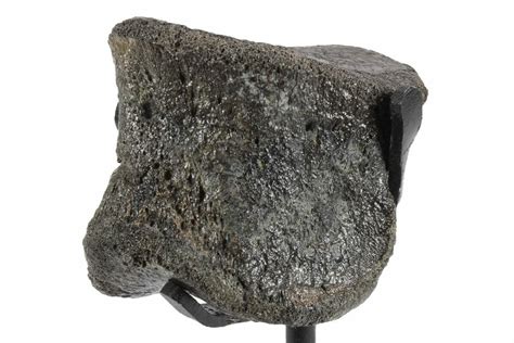 1.8" Fossil Hadrosaur Phalanx Bone w/ Metal Stand - Texas (#243657) For Sale - FossilEra.com