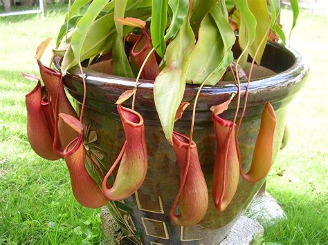 Pitcher Plant - Viewing Gallery