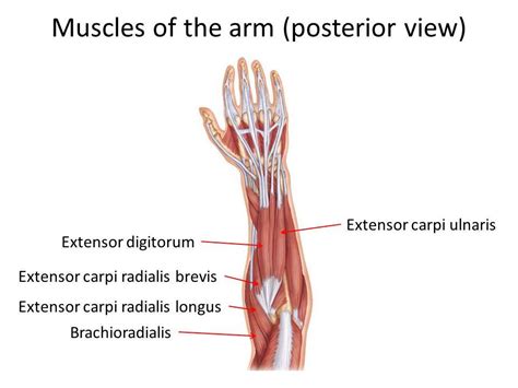 Extensor Carpi Radialis Longus Muscle – Definition, Function, Pain, Injury and Pictures - Body Terms