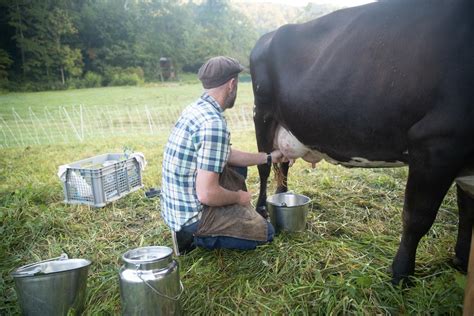 Best Cow Breed for Milk - Abundant Permaculture