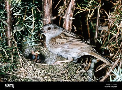 Hedge sparrow nest hi-res stock photography and images - Alamy