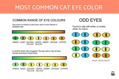 8 types of cat eye colors and their rarity with pictures excited cats - cat eye color chart cat ...