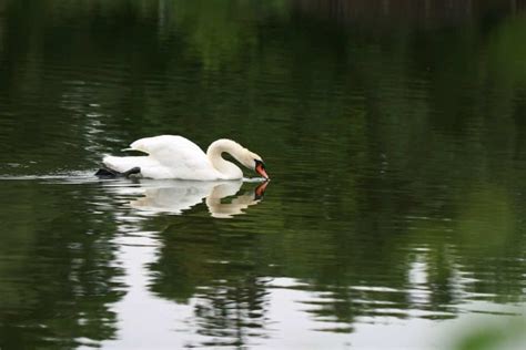 White Swan Spiritual Meaning and Symbolism (9 Omens)