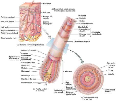 Hair - Shaft, Follicle, Structure, Hair Bulb - Root & Function