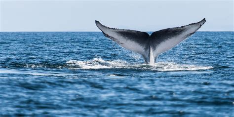 Blue Whale Wallpapers Images Photos Pictures Backgrounds