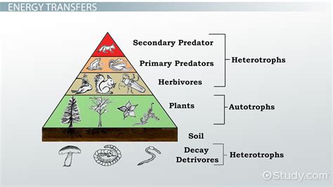 Pyramid of Energy Is Best Described as