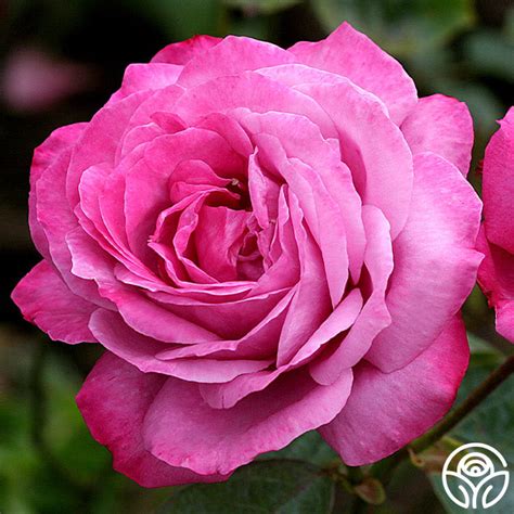 Heirloom Rose - Hybrid Tea - Exceptionally Fragrant – Heirloom Roses