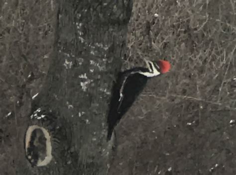 Pileated Woodpecker - Michigan Inspired - Consumers Credit Union