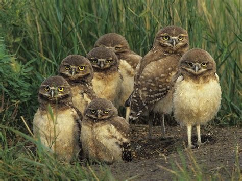 Burrowing Owl Facts, Habitat, Diet, Life Cycle, Baby, Pictures