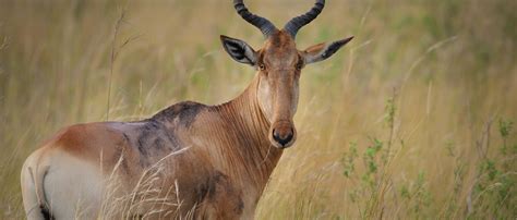 Hartebeest | African Wildlife Foundation