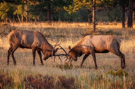 Two Young Bull Elk Practice Fighting Fine Art Photo Print | Photos by Joseph C. Filer